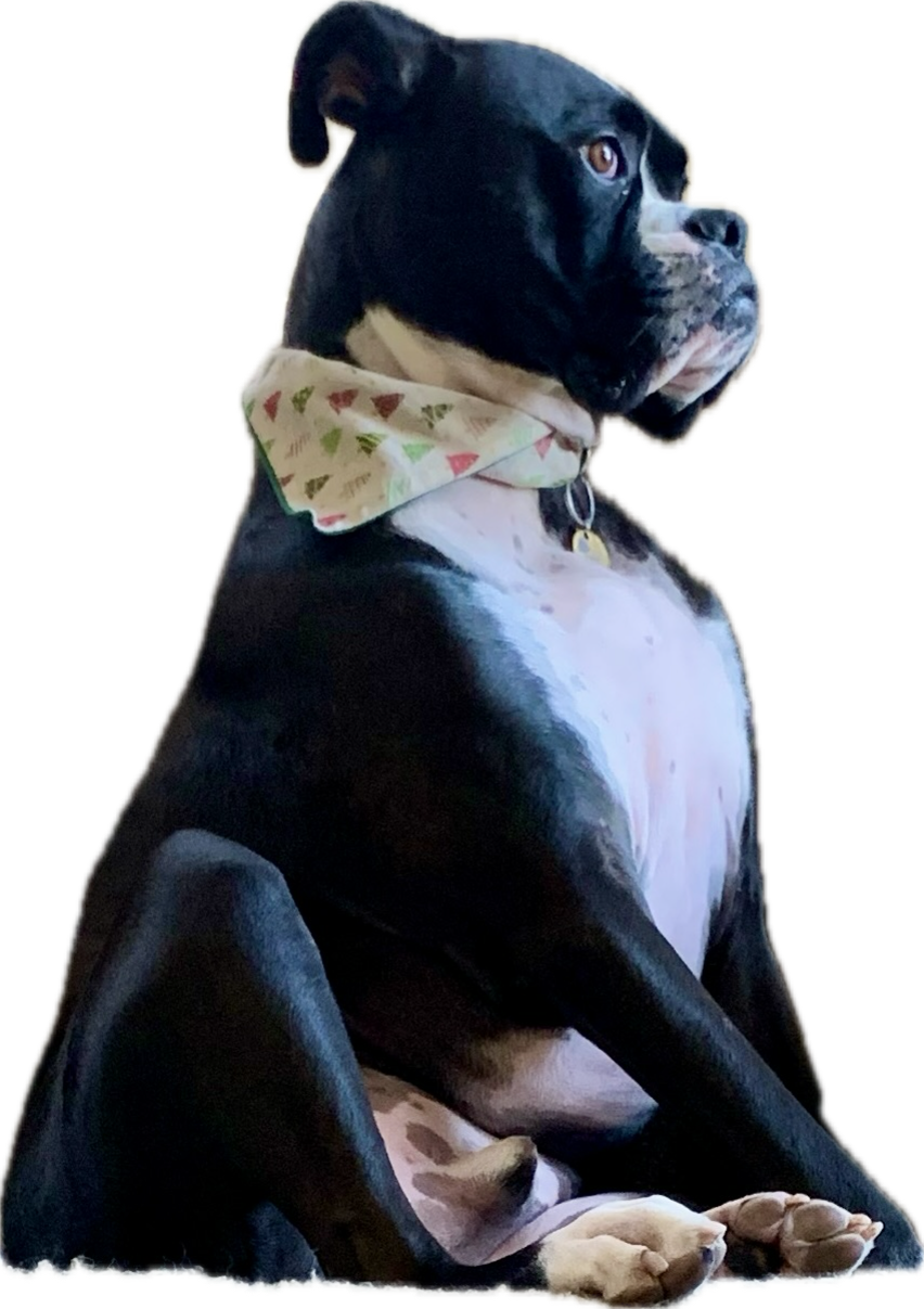 Image of a dog representing Good Boy Holdings